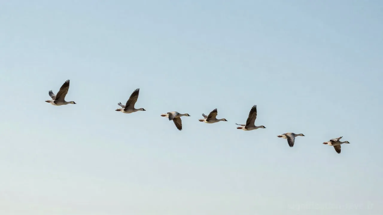 Rêver d'Oies - Tableau de significations
