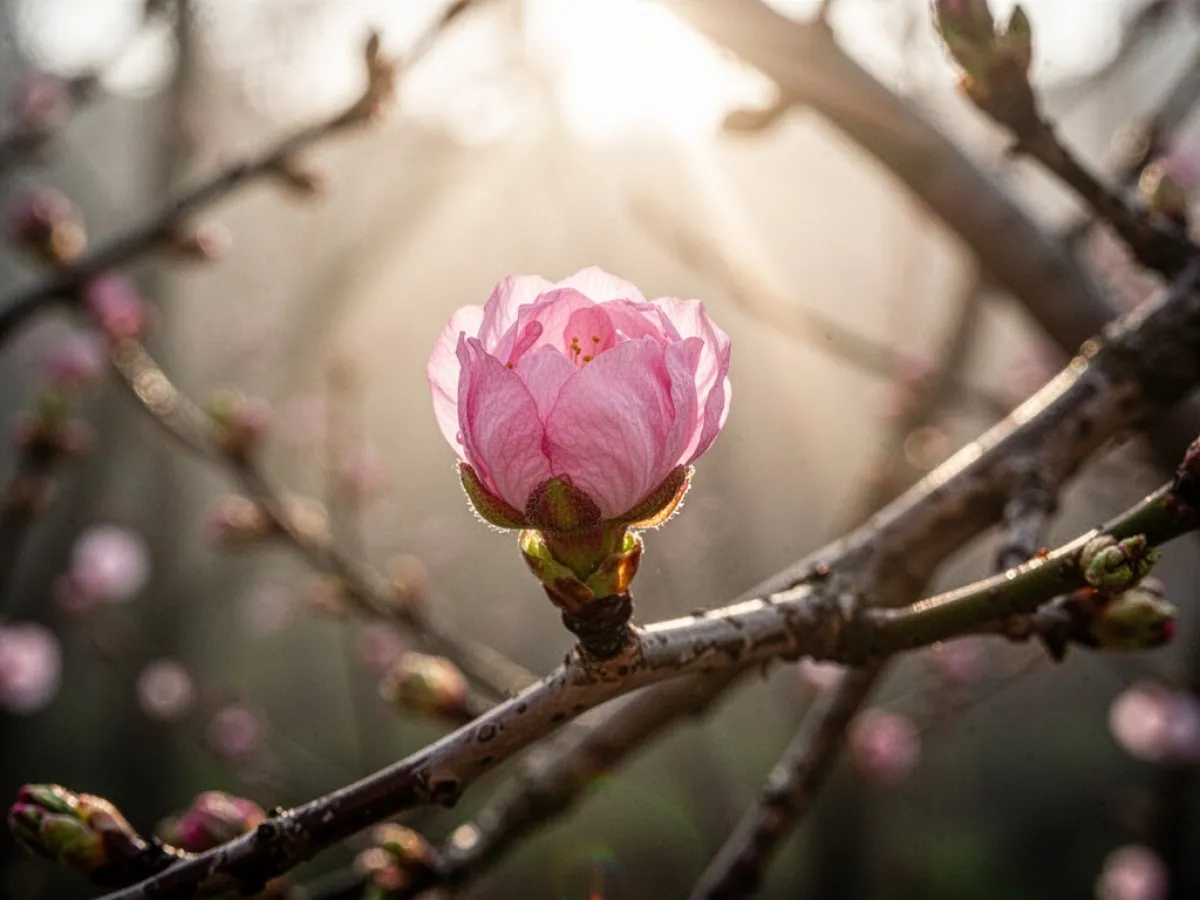 Signification de rêver de Floraison pour la vie quotidienne, l'amour et le travail