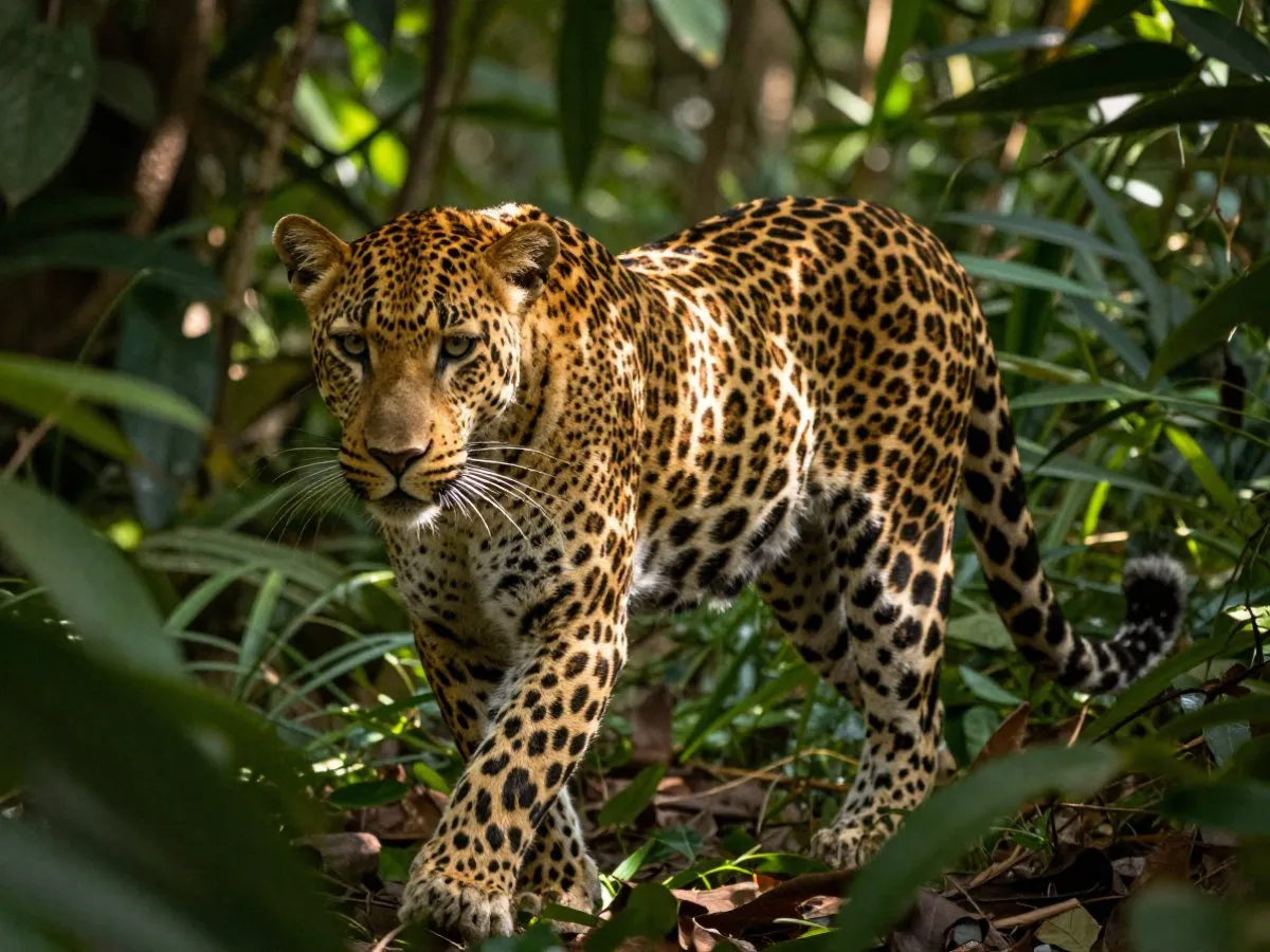 Signification de rêver de Léopard pour la vie quotidienne, l'amour et le travail
