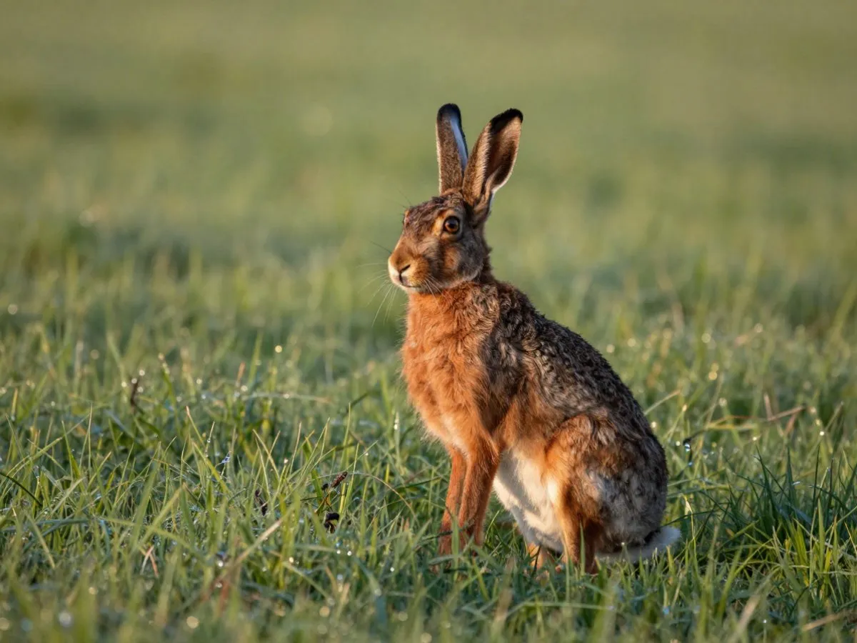 Signification de rêver de Lièvre pour la vie quotidienne, l'amour et le travail