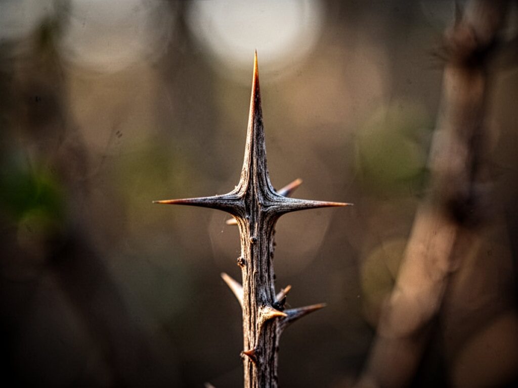 Rêver d'Épine : signification et symbolique du rêve