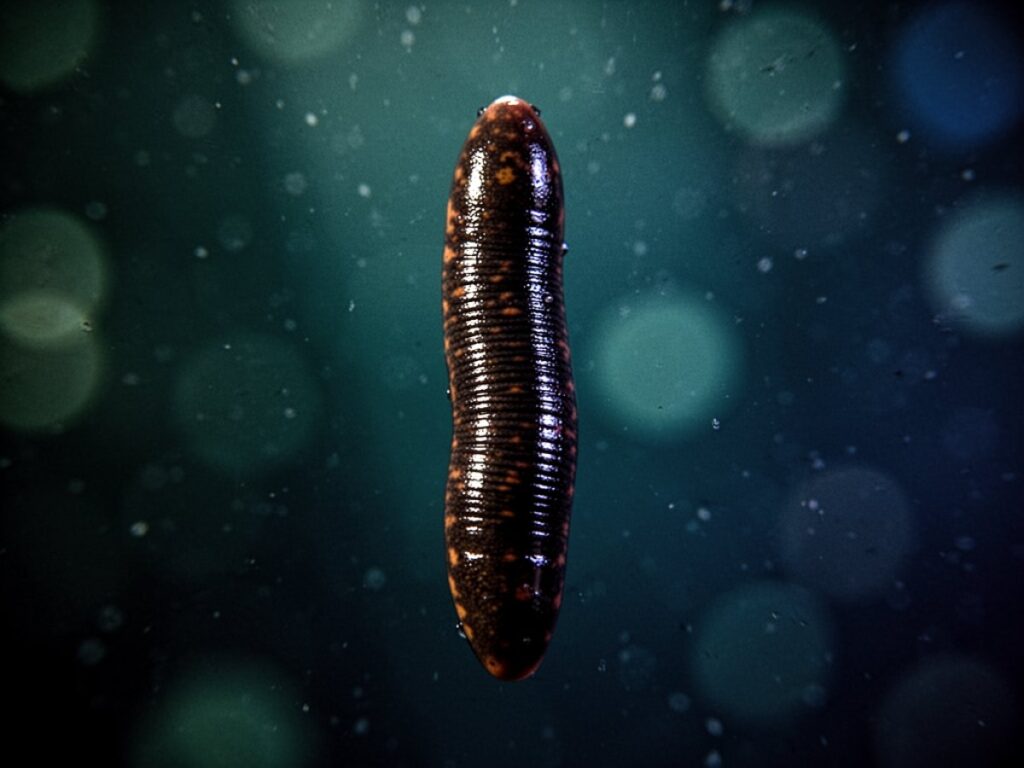 Rêver de Sangsue : signification et symbolique du rêve