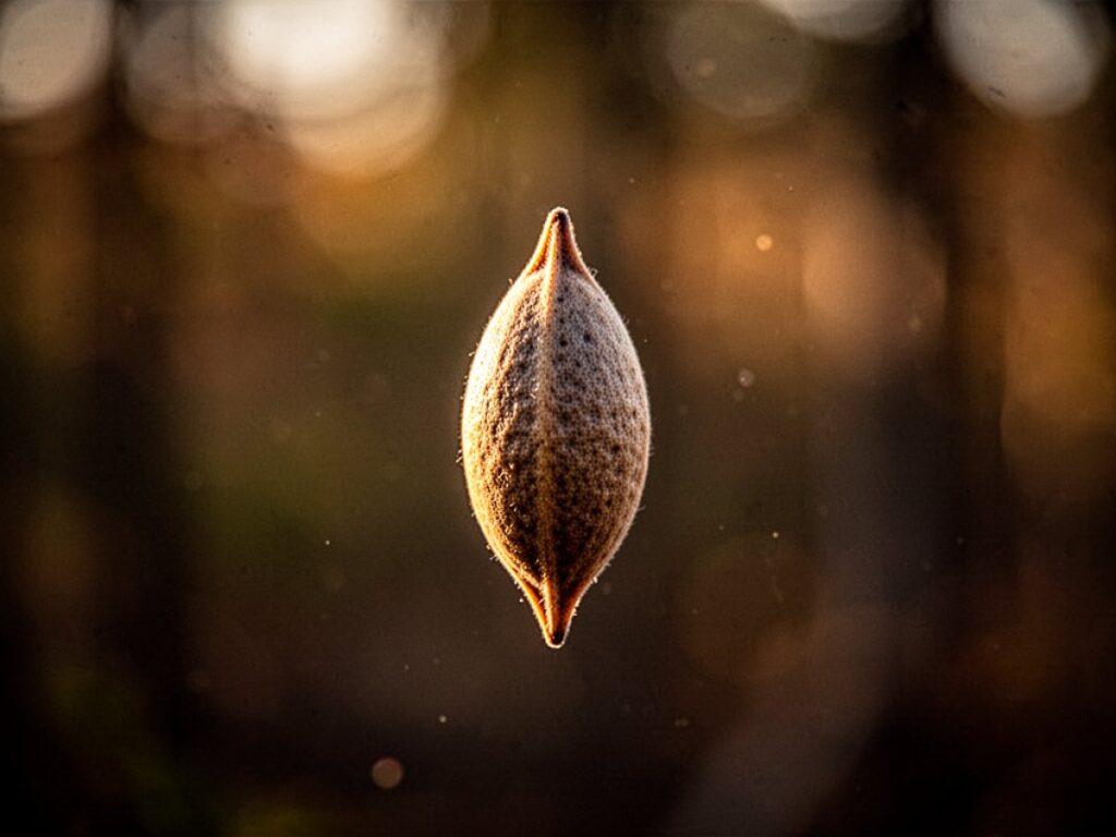 Rêver de Pépins : signification et symbolique du rêve